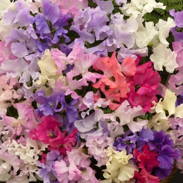 Graines de Pois de Senteur Fragrantissima - Lathyrus odoratus grandiflora
