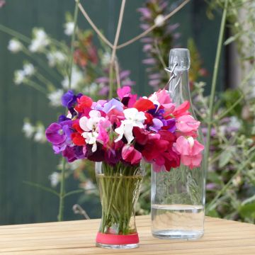 Lathyrus odoratus Royal Mix - Sweet Pea Seeds