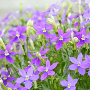 Isotoma axillaris FizznPop Glowing Purple - Rock Isotome