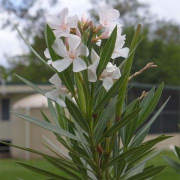 Laurier rose Alsace - Nerium oleander