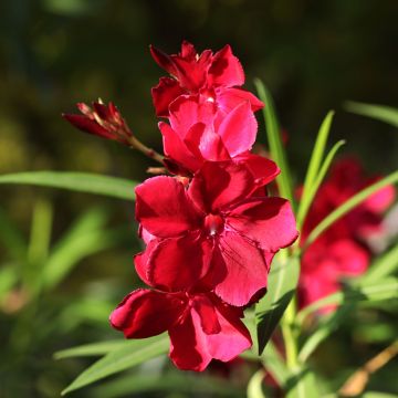 Nerium oleander Scarlet Beauty