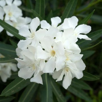 Laurier rose Soeur Agnes - Nerium oleander