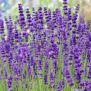 Lavandula angustifolia 