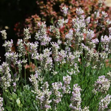 Lavandula intermedia Edelweiss - Lavandin