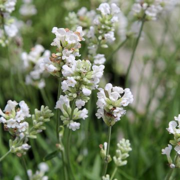 Lavandula angustifolia Alba - True Lavender