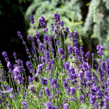 Lavandula angustifolia Montagnac Purple - True Lavender