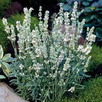 Lavandula angustifolia Montagnac White - True Lavender