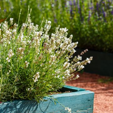 Lavandula angustifolia Hidcote White - True Lavender