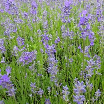 Lavandula angustifolia Middachten - True Lavender