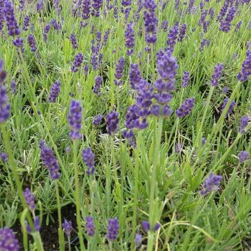 Lavandula angustifolia Twickel Purple - Lavande officinale