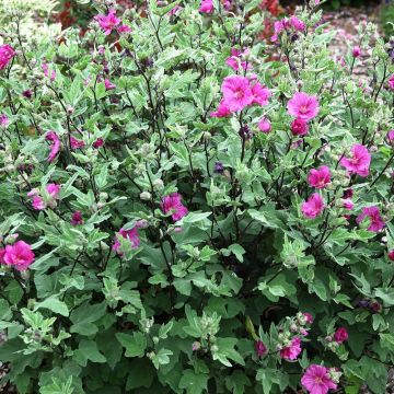 Lavatera Red Rum - Tree Mallow