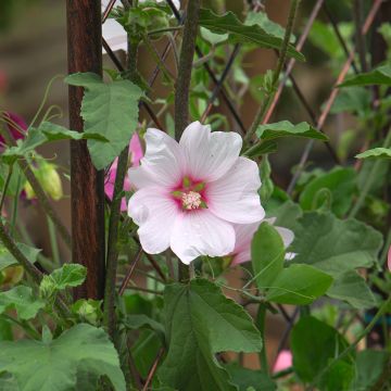 Lavatera clementii Barnsley - Tree Mallow