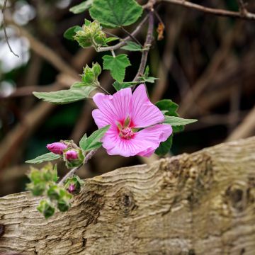 Lavatera Candy Floss - Tree Mallow