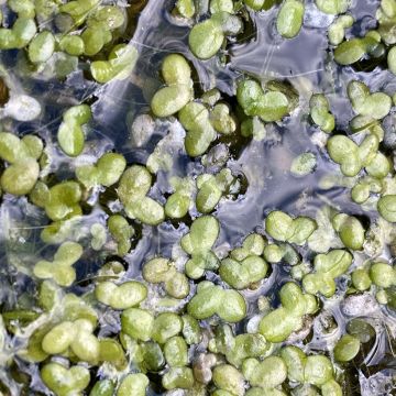 Lemna minor - Common Duckweed