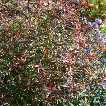 Leptospermum macrocarpum Copper Sheen - Tea-tree