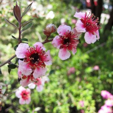 Leptospermum lanigerum Mesmer Eyes - Woolly Tea-tree