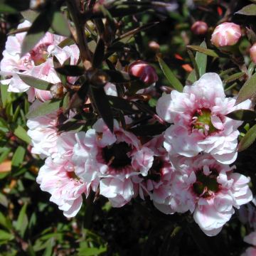 Leptospermum scoparium Apple blossom - Tea-tree