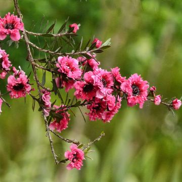 Leptospermum scoparium Red damask - Tea-tree