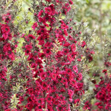 Leptospermum scoparium Red damask - Tea-tree