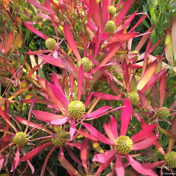 Leucadendron salignum Cheeky - Conebush