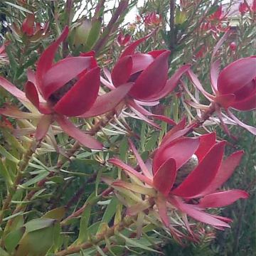 Leucadendron salignum Devils Blush - Conebush
