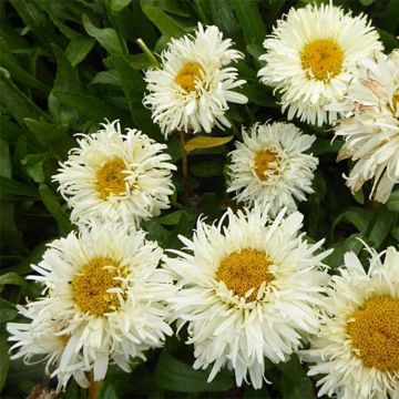 Leucanthemum superbum Kings Crown - Shasta Daisy