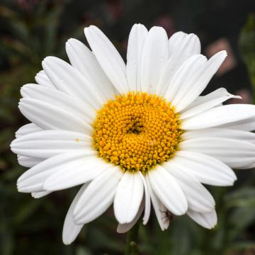 Leucanthemum superbum Becky - Shasta Daisy
