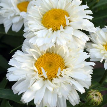 Leucanthemum superbum Freak - Shasta Daisy
