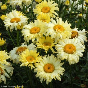 Leucanthemum superbum Goldfinch - Shasta Daisy