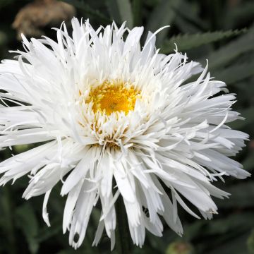 Leucanthemum superbum Snehurka - Shasta Daisy