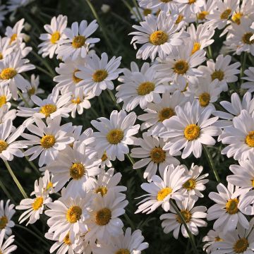 Leucanthemum superbum Brightside - Shasta Daisy