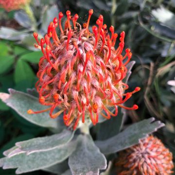 Leucospermum cordifolium Carnival Red
