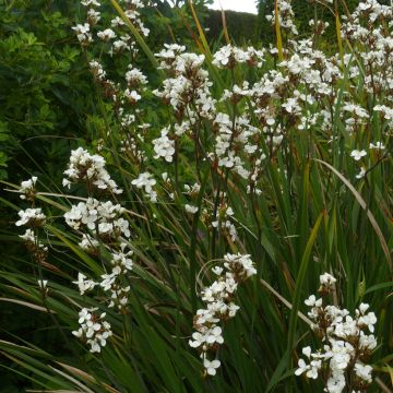 Libertia formosa