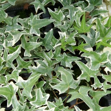 Hedera helix Sagittifolia Variegata - Common Ivy