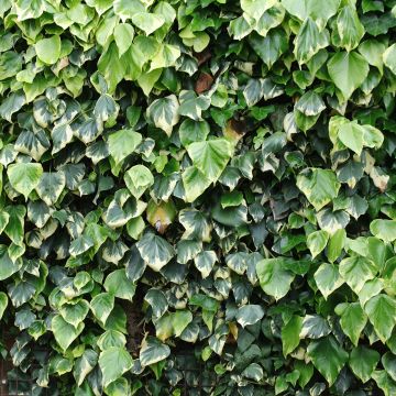 Hedera colchica Dentata Variegata - Persian Ivy