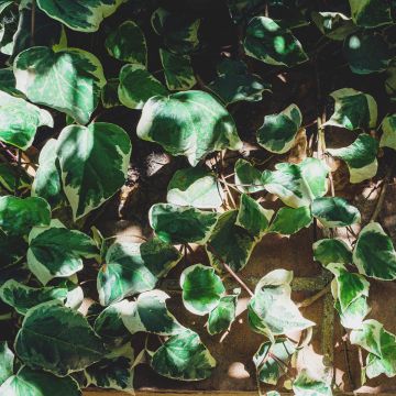 Hedera helix Marginata Elegantissima - Common Ivy