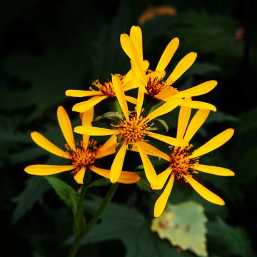 Ligularia Gregynog Gold - Ligulaire orange doré