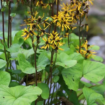 Ligulaire hessei Lanternchern - Ligularia x hessei Lanternchern