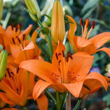 Lilium Tebaldi