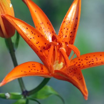 Lilium tsingtauense - Lily