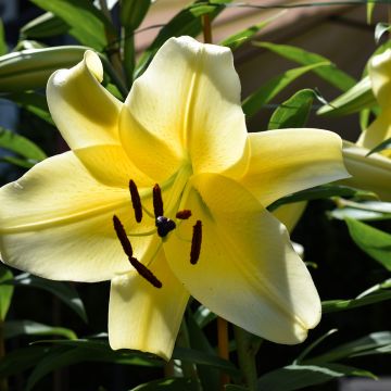 Lilium Bellville - Lily