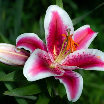 Lilium Gaucho - Lily