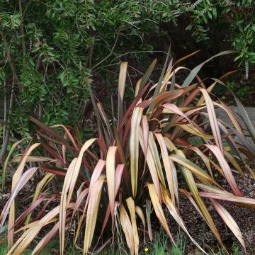 Lin de Nouvelle-Zélande - Phormium tenax Flamingo