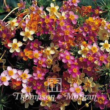 Linanthus androsaceus French Hybrids - False babystars seeds