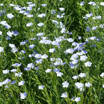 Linum Blue Dress - Flax seeds