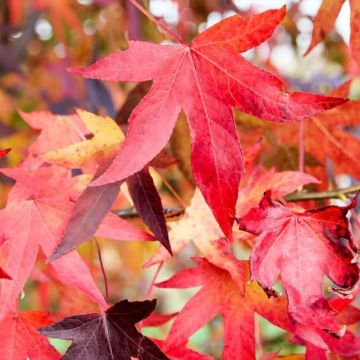 Liquidambar styraciflua Autumn Color Globe - American Sweetgum