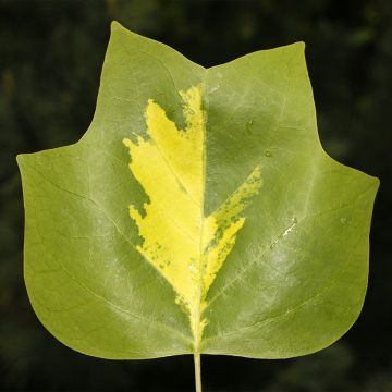 Liriodendron tulipifera Purgatory - Tulip Tree