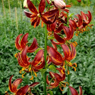 Lilium martagon Arabian Night - Martagon Lily