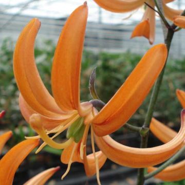 Lilium martagon Orange Marmelade - Lily