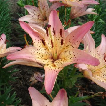 Lilium Pink Pixie
